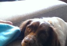 16 dogs that are trying to flout human rules